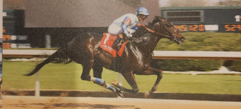 Carbone — 838 Racing thoroughbred