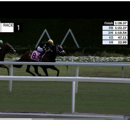 Da Prince Is Right — 838 Racing thoroughbred